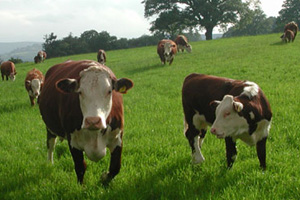 krave