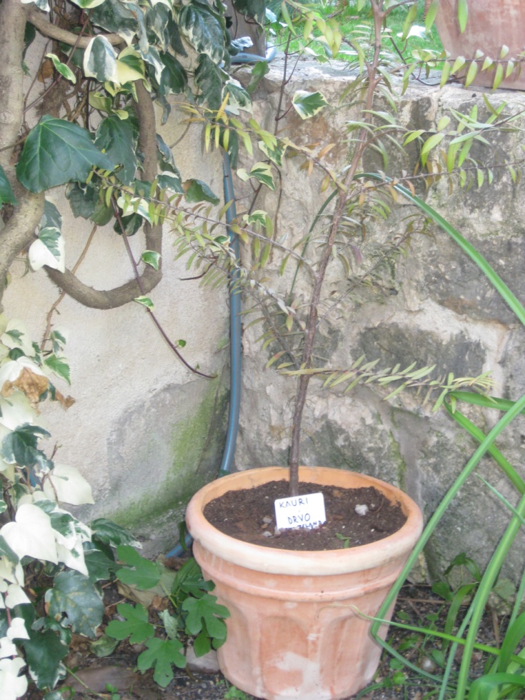 Arboretum2