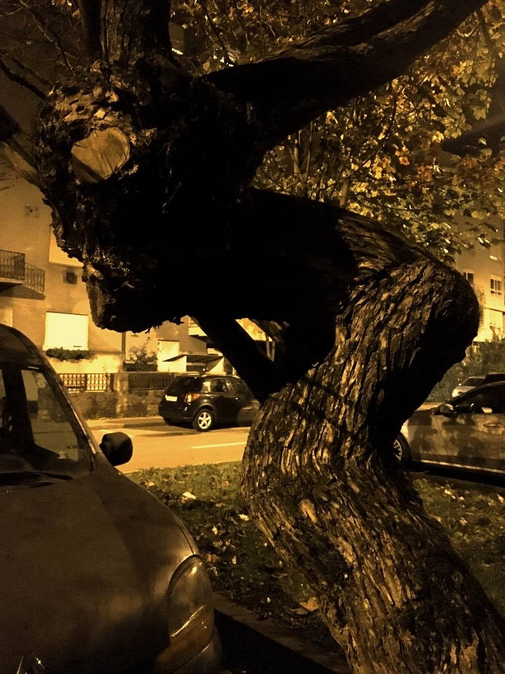 3 Enti uhvaceni na Tresnjefki Foto K