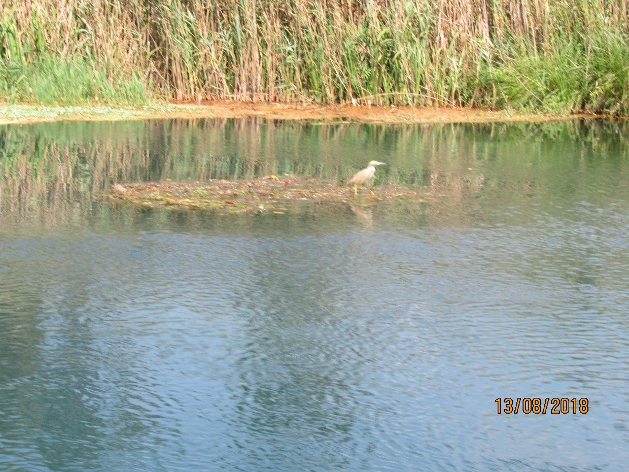 Neretva33