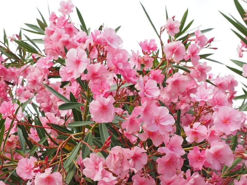 Oleander