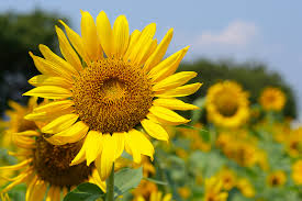 Suncokret0