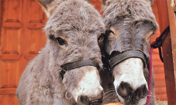 Magarci na Pantovčaku