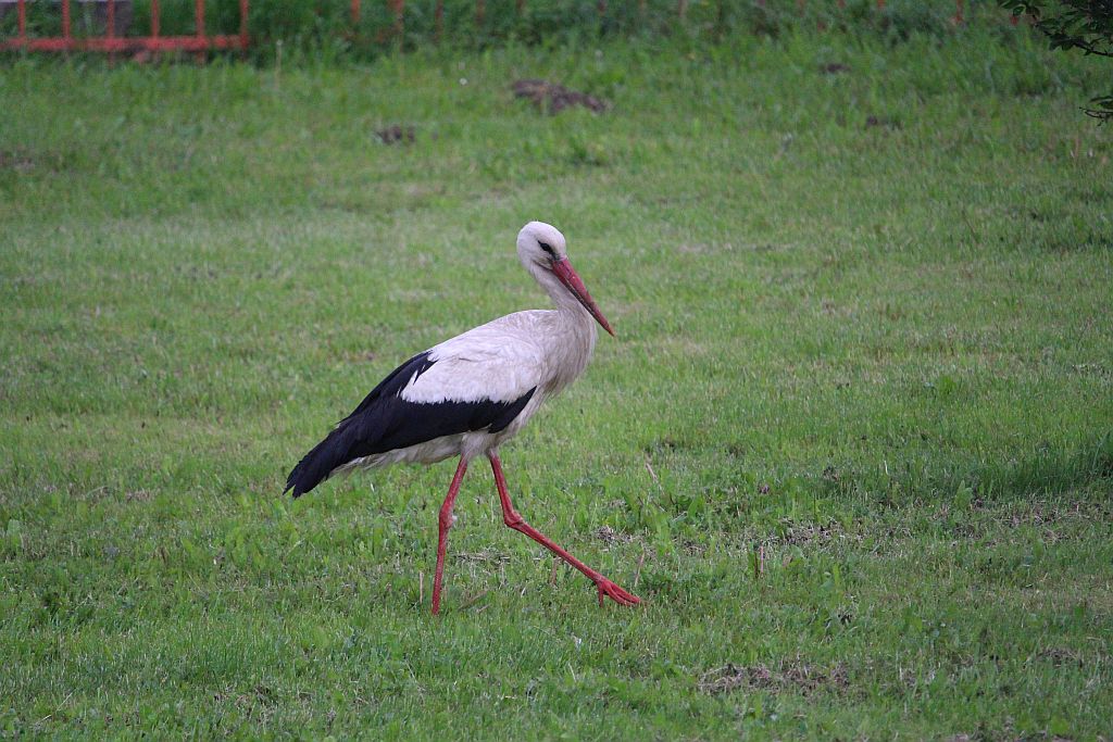 Koncert Martinska Ves